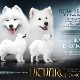 Samoyed - Both
