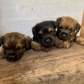 Border Terrier - Dogs