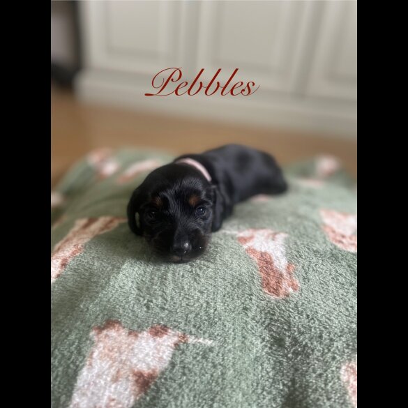 Dachshund (Smooth Haired) - Both