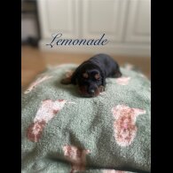 Dachshund (Smooth Haired) - Both