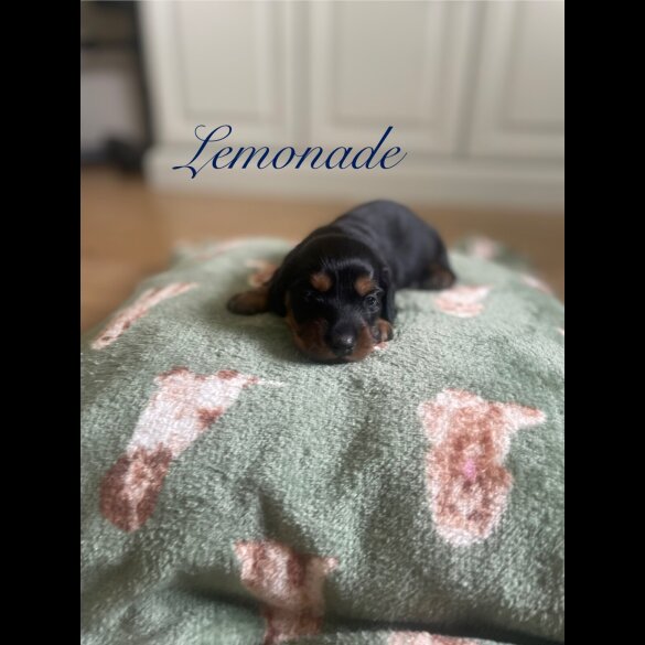 Dachshund (Smooth Haired) - Both