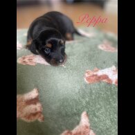 Dachshund (Smooth Haired) - Both