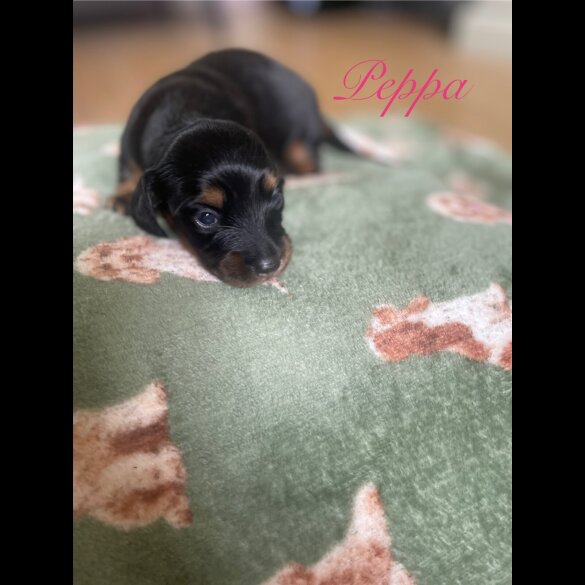 Dachshund (Smooth Haired) - Both