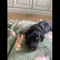 Dachshund (Smooth Haired) - Both