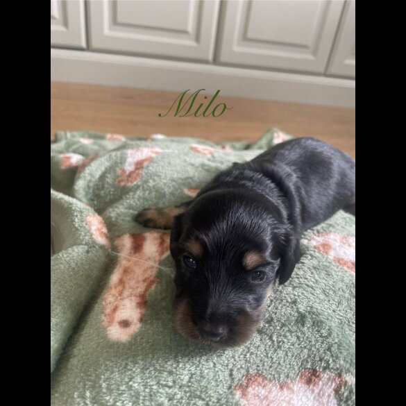 Dachshund (Smooth Haired) - Both