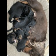 Dachshund (Smooth Haired) - Both