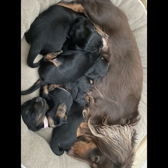 Dachshund (Smooth Haired) - Both