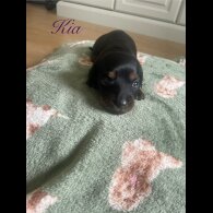 Dachshund (Smooth Haired) - Both