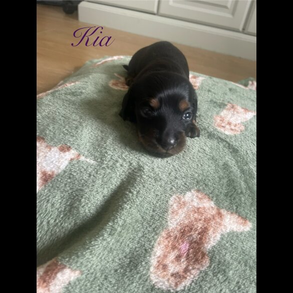 Dachshund (Smooth Haired) - Both