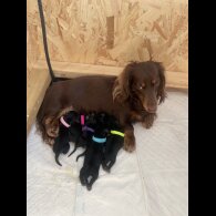 Dachshund (Smooth Haired) - Both