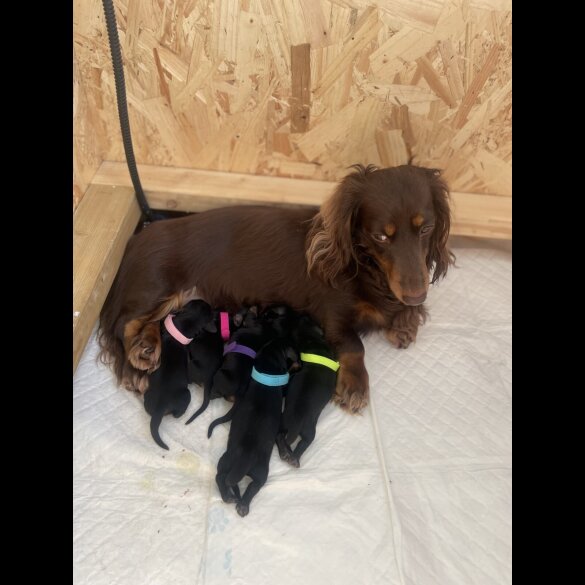 Dachshund (Smooth Haired) - Both