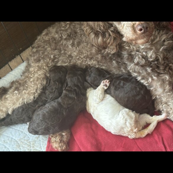 Miniature Poodle - Bitches