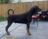Doberman