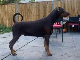 Doberman