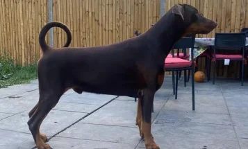 Doberman
