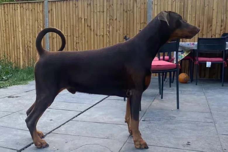 Doberman