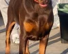 Doberman