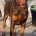 Doberman