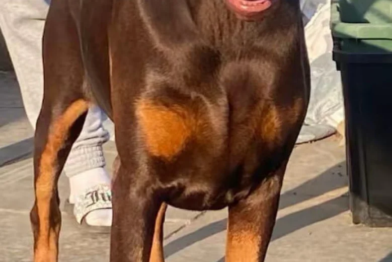 Doberman