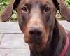 Doberman