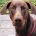 Doberman