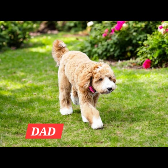 Labradoodle - Both