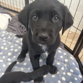 Labrador Retriever - Both