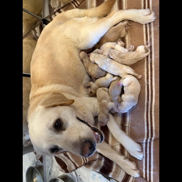 Labrador Retriever - Both