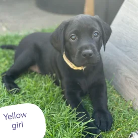 Labrador Retriever - Both