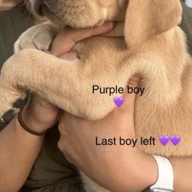 Labrador Retriever - Both