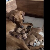 Labrador Retriever - Both
