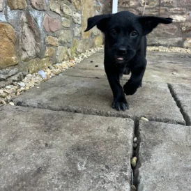 Labrador Retriever - Both