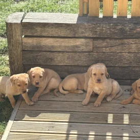 Labrador Retriever - Both