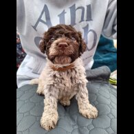 Lagotto Romagnolo - Dogs