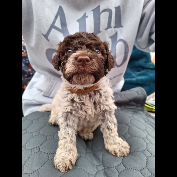 Lagotto Romagnolo - Dogs
