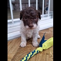 Lagotto Romagnolo - Dogs