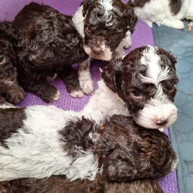 Lagotto Romagnolo - Dogs