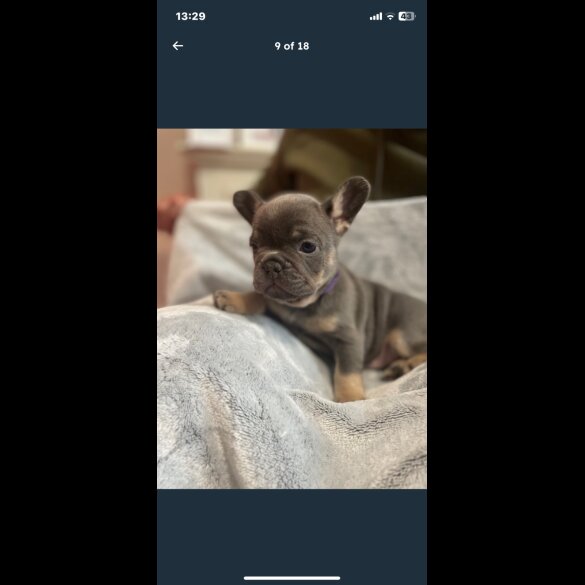 French Bulldog - Both