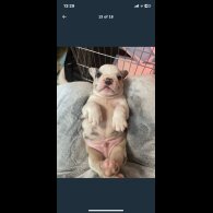 French Bulldog - Both