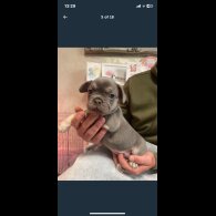 French Bulldog - Both