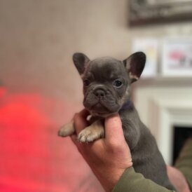 French Bulldog - Bitches