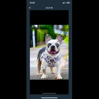 French Bulldog - Both