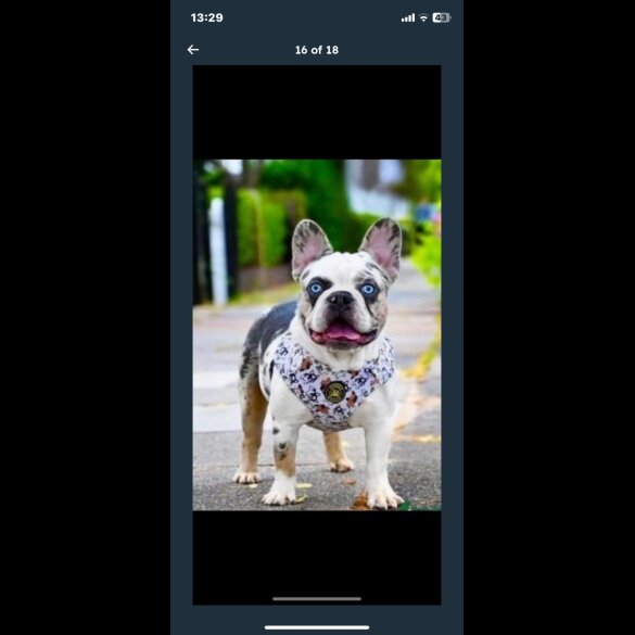 French Bulldog - Both