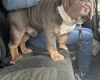 English Bulldog