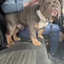 English Bulldog
