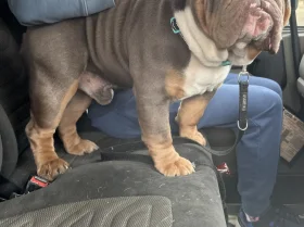 English Bulldog
