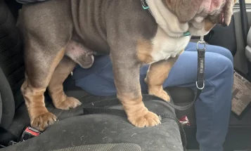 English Bulldog