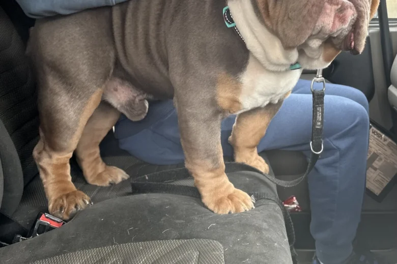 English Bulldog