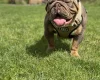 English Bulldog