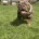 English Bulldog